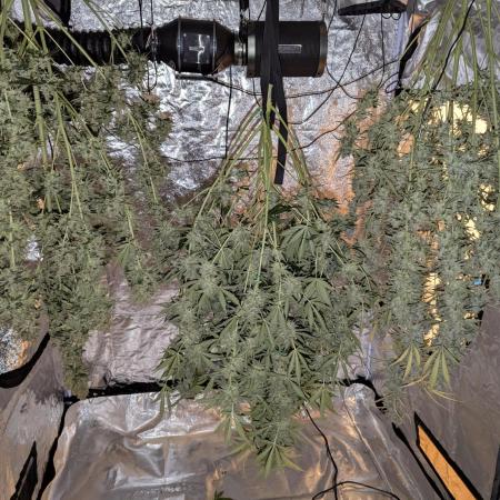 Barney's Trio ( LH, OG, Moby )