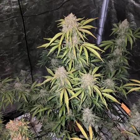Barney's Trio ( LH, OG, Moby )
