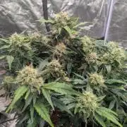 Gorilla Zkittlez ( Barney's )