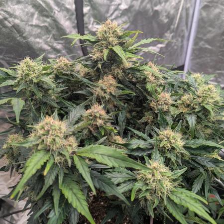 Gorilla Zkittlez ( Barney's )