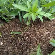 Green Poison ( Sweet Seeds ) Photo