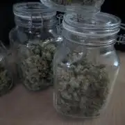 Lemon Haze ( Barney's )