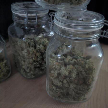 Lemon Haze ( Barney's )