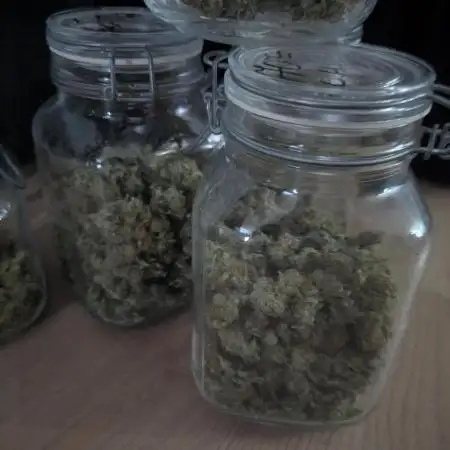 Lemon Haze ( Barney's )