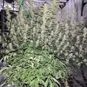 Tangerine Dream ( Barney's)