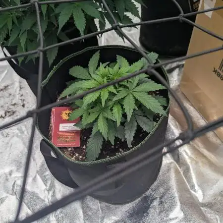 Frosted Zinn x 3 Bears OG ( Barney's )