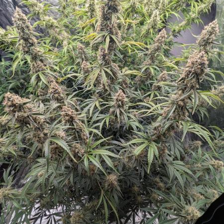Lemon Haze ( Barney's )