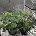 Barney's Trio ( LH, OG, Moby )