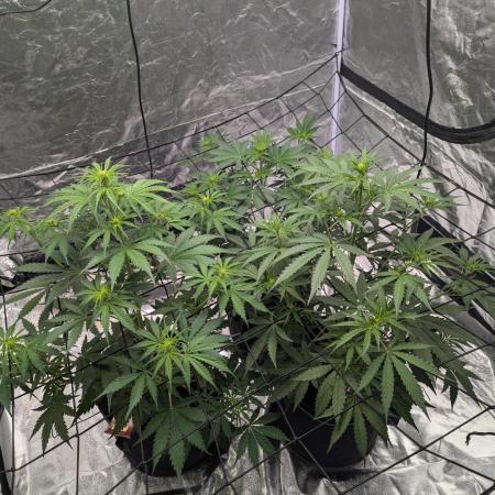 Barney's Trio ( LH, OG, Moby )