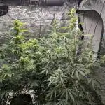 Barney's Trio ( LH, OG, Moby )