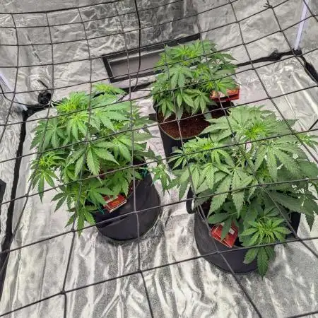 Barney's Trio ( LH, OG, Moby )