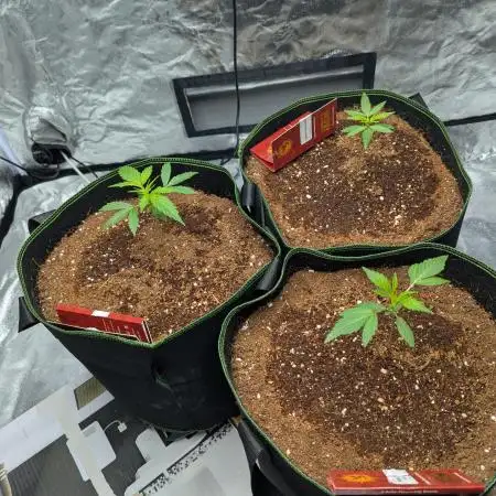 Barney's Trio ( LH, OG, Moby )