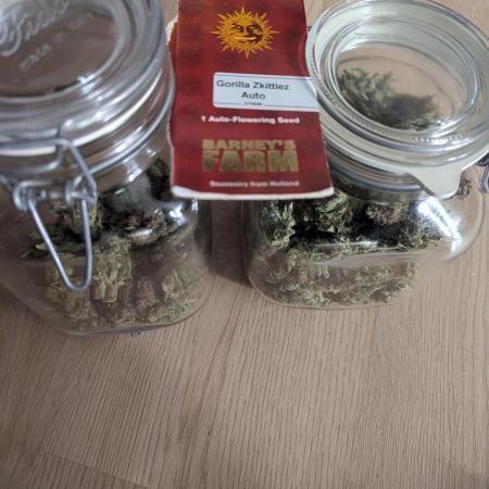 Gorilla Zkittlez ( Barney's )