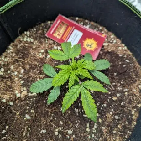 Frosted Zinn x 3 Bears OG ( Barney's )