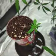 Tropicana Cookies Coca Cola 1L 420 Promo