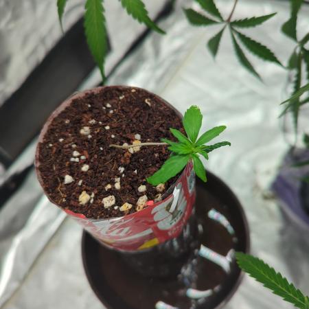 Tropicana Cookies Coca Cola 1L 420 Promo