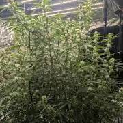 Tangerine Dream ( Barney's)