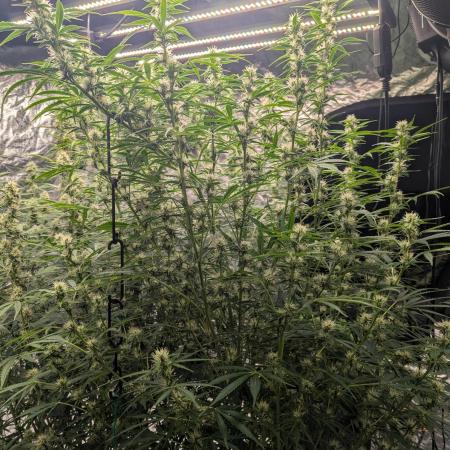 Tangerine Dream ( Barney's)