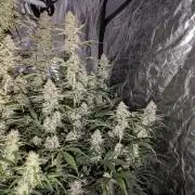 Lemon Haze ( Barney's )