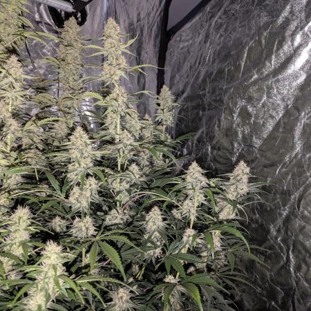 Lemon Haze ( Barney's )