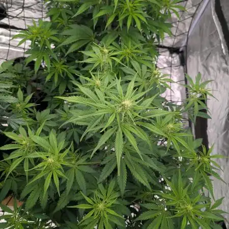 Lemon Haze ( Barney's )