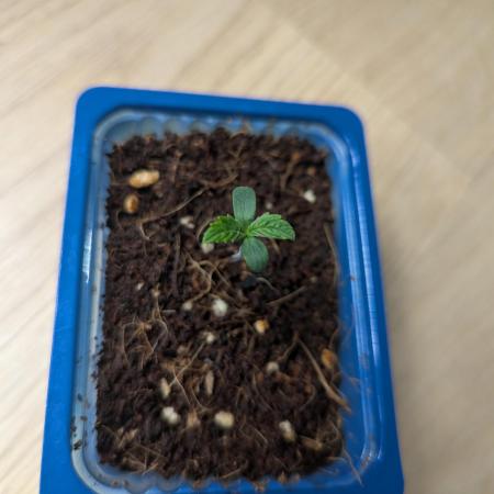 OG Kush Auto