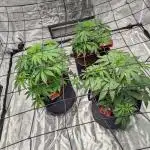 Barney's Trio ( LH, OG, Moby )