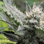 Frosted Zinn x 3 Bears OG ( Barney's )
