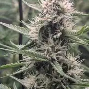 Lemon Haze ( Barney's )