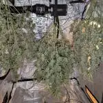 Barney's Trio ( LH, OG, Moby )
