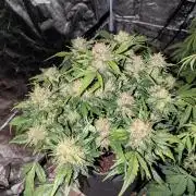 Gorilla Zkittlez ( Barney's )