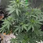 AK47 auto