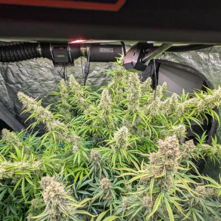 Tangerine Dream ( Barney's)