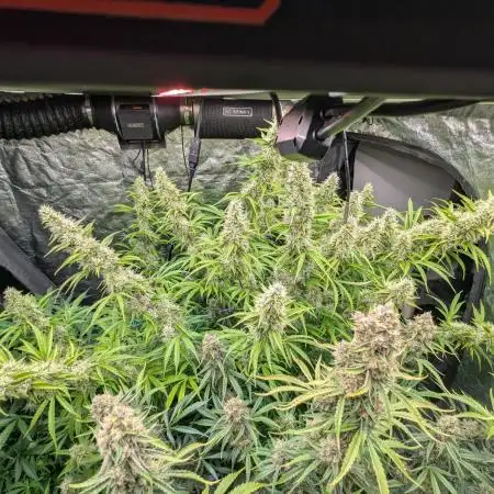 Tangerine Dream ( Barney's)