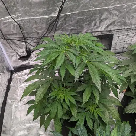 Tangerine Dream ( Barney's)