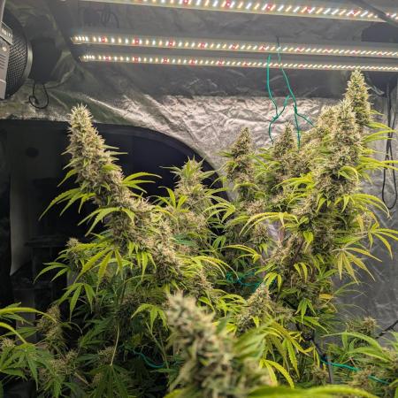 Tangerine Dream ( Barney's)