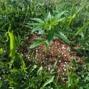 Green Poison ( Sweet Seeds ) Photo