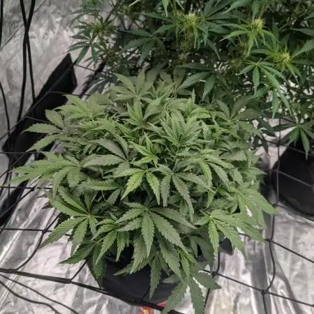 Frosted Zinn x 3 Bears OG ( Barney's )