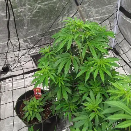 Tangerine Dream ( Barney's)