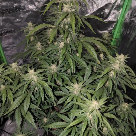 AK47 auto