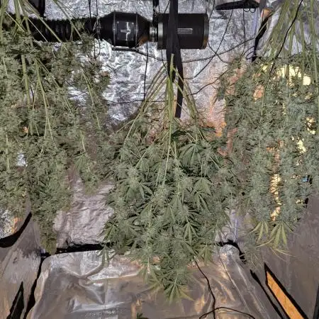 Barney's Trio ( LH, OG, Moby )