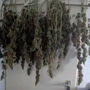 Tangerine Dream ( Barney's)