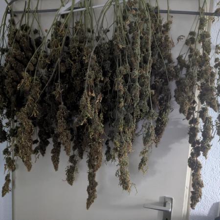 Tangerine Dream ( Barney's)
