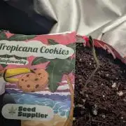 Tropicana Cookies Coca Cola 1L 420 Promo
