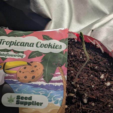 Tropicana Cookies Coca Cola 1L 420 Promo