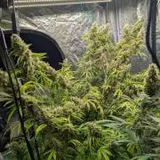 Tangerine Dream ( Barney's)