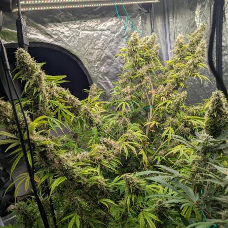 Tangerine Dream ( Barney's)