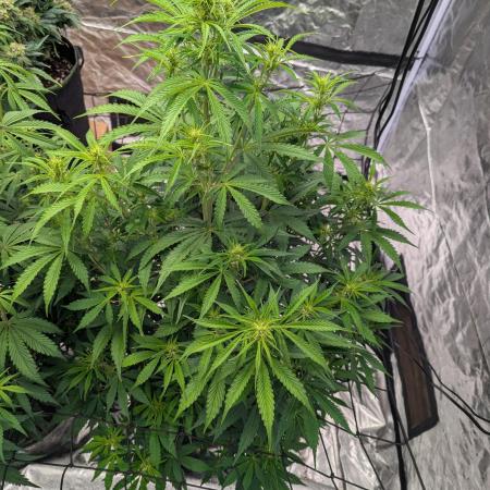 Tangerine Dream ( Barney's)