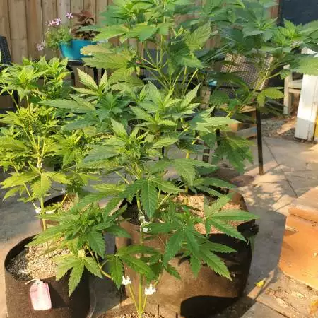 Grizzly's Outdoor Garden 