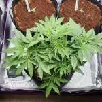#GELATO AUTO#